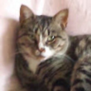 Meet your Posher, Figleaf